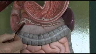 Anatomy 6 Gastrointestinal tract [upl. by Quickman]