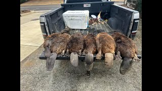 Beavers everywhere trapping the tombigbee river [upl. by Fergus544]