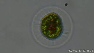 Haematococcus pluvialis [upl. by Eph614]