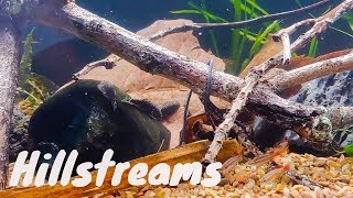 Setting up a Hillstream Loach tank [upl. by Bilac]