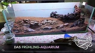 Meine JahreszeitenAquarien Das FrühlingAquarium entsteht 🌼🌿✨  Aquarinas Einrichtung [upl. by Stoneham]