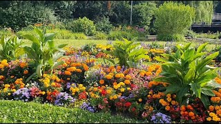 Blumenwiese Amberg Bayern 14072024 Цветочная поляна у реки Фильс Амберг Бавария [upl. by Tsai]