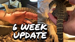 CRAZY 6 Week TAMING Progress On Argus MonitorHow To Tame Your Argus Monitor [upl. by Anirtik]