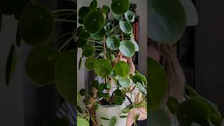 Pilea 🌟GlowUp🌟 pilea pileapeperomioides chinesemoneyplant [upl. by Areis]