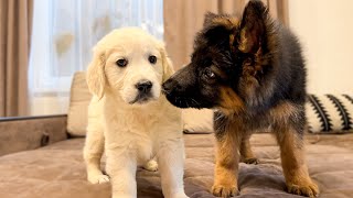 German Shepherd Puppy Meets Golden Retriever Puppy for the First Time [upl. by Leah626]