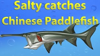 Fishao  Salty catches Chinese Paddlefish 5★ [upl. by Nisen]