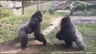 Philadelphia Zoo two male Alpha gorillas fighting over whos mating with the female gorilla [upl. by Aneram]