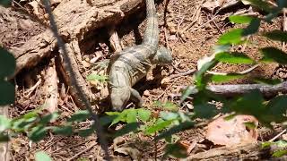 Large Lizard at Luna Azul Ostional Costa Rica [upl. by Randolf785]