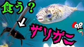 ハリセンボンに生きたザリガニを与えてみた結果…⁉︎ [upl. by Nytsud]