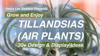 Tillandsias air plants 30 Design and Display Ideas [upl. by Gwennie]