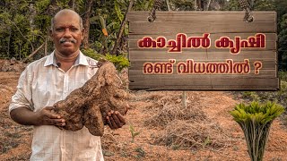 കാച്ചിൽ കൃഷി രണ്ട് വിധത്തിൽ ചെയ്യാം   Kaachil Krishi In Malayalam  Purple yam Cultivation Kerala [upl. by Ahseem57]