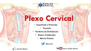 Anatomía  Plexo Cervical Superficial y Profundo Ramos Colaterales Nervio Frénico y Asa Cervical [upl. by Astera]