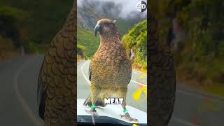 🐦 Meet the Kea The Parrot That Preys on Sheep 🐦❄️🐑 [upl. by Azar]