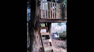 Turn Old pallets into New tree house [upl. by Nahtanha606]