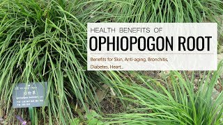 Can This Root REALLY Heal Your Body Ophiopogon Benefits and Side Effects [upl. by Ecirehs352]