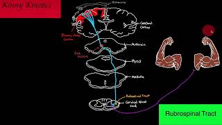 Rubrospinal Tract Motor Pathway [upl. by Refenej687]