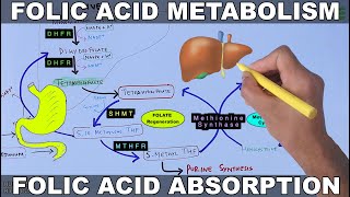 Folic Acid Metabolism  Folate Cycle [upl. by Conlin]