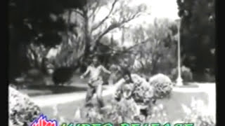 mujhe kitna pyar hai tumseDil Tera Deewana1962Shammi Kapooramp Mala SinhaShailendraS Ja tribute [upl. by Idden162]