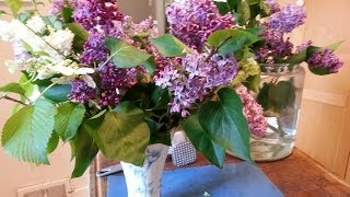 How to Prepare woody stems Lilacs for a Vase [upl. by Dallas787]