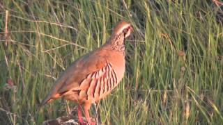 Red legged partridgeAlectoris rufa in SerenaExtremadura [upl. by Drapehs]