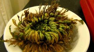 Selaginella lepidophylla time lapse of the plant coming back to life [upl. by Gnov]