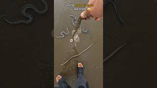 Risky Rescues Saving Venomous Sea Snakes from Shore 😱 [upl. by Anaujat]