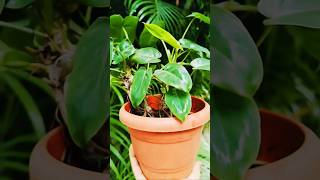 philodendron plant growing tips sweetheart plantplants indoorplants beautiful indoor plant [upl. by Chang]