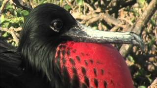 Frigate Birds  Mating Season  Haugan Cruises Galapagos Cruises Redefined [upl. by Doykos]