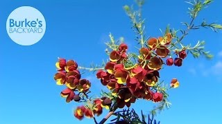 Burkes Backyard Brown Boronia [upl. by Opal]