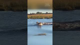 A Fierce Encounter Lions vs Hippo in the River Showdown [upl. by Anaujat]