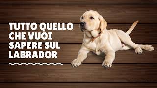 Salute del cane Labrador temperamento caratteristiche e cure [upl. by Anizor585]