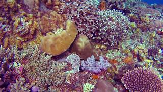 Diving Capones Island Watch in HD [upl. by Abel]