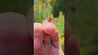 Polistes fuscatus climbing on my hand bts [upl. by Thorstein]