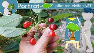 🌳🖼️ Porträt 03  Vogelkirsche Prunus avium  BaumSteckbrief Essbar [upl. by Yffub211]