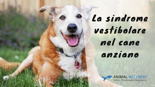 La sindrome vestibolare del cane anziano [upl. by Ennaerb]