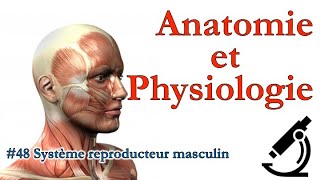 Anatomie et Physiologie  48 Système reproducteur masculin [upl. by Ahsitan]