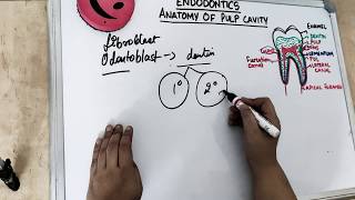 anatomy of pulp cavity part 1 [upl. by Annohsal]