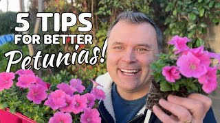 5 Tips for Better Petunias [upl. by Furnary382]