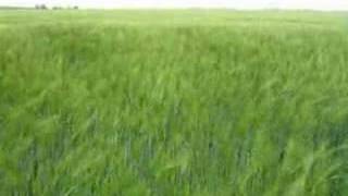 Waving grain in the fields near the coast of the Wadden Sea [upl. by Etennaej]