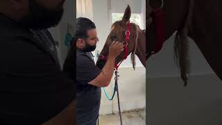 save the horse on the street… horse animalrescuer lovehorses animalsrescuer animals rescue [upl. by Yrtnahc]