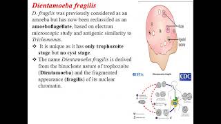 Parasitology  Protozoa 2 [upl. by Yonit]