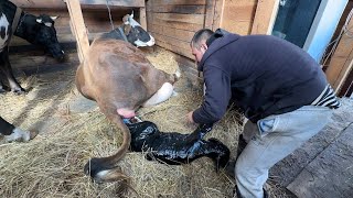 Кого родила корова Как такое могло произойти У нас пополнение Жизнь простых людей в деревне [upl. by Cord606]