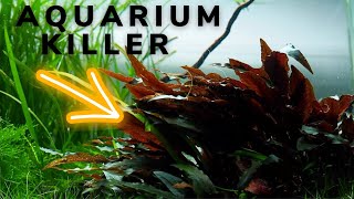 Cryptocoryne will KILL your AQUASCAPE [upl. by Salangia306]