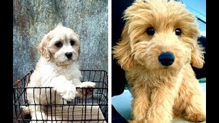 Cavachon vs Cavapoo Puppies and Full Grown Dogs  Similarities and Differences [upl. by Eesdnil]