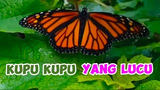 KUPUKUPU YANG LUCU  Lagu Anak Populer [upl. by Sauls]