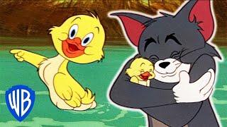 Tom y Jerry en Español  Los Mejores Momentos de Little Quacker  WB Kids [upl. by Orlene17]