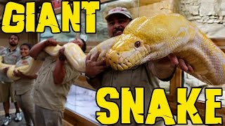 Measuring GIANT Snakes without a Snake Attack [upl. by Notaes954]