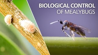 Biological control of mealybugs  Anagyrus vladimiri [upl. by Vaules]