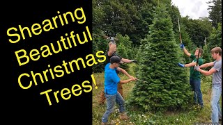 How to shear a Christmas tree Part 1 The basics [upl. by Nador]