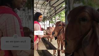 अनिरुद्धाचार्य जी महाराज की सबसे प्रिय गाय ये है cows shorts youtubeshorts aniruddhacharyaji [upl. by Nodgnal]